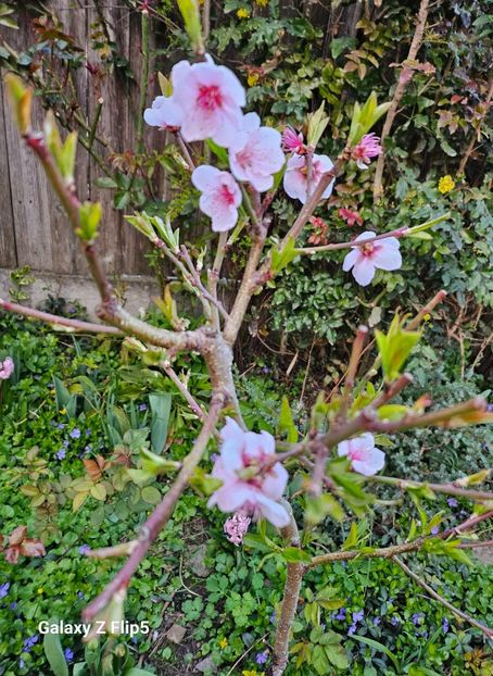 Piersic bulgari - Arbusti 2017 23 24