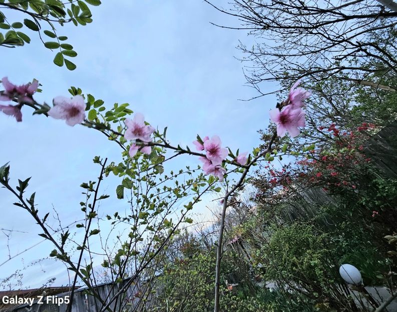  - Arbusti 2017 23 24