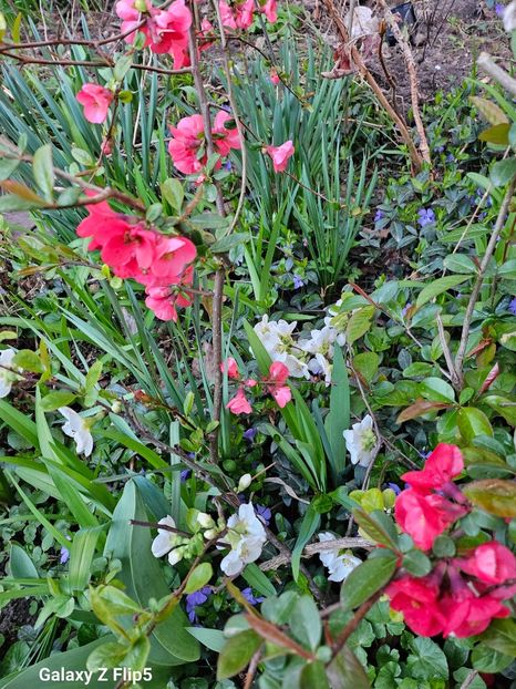  - Arbusti 2017 23 24