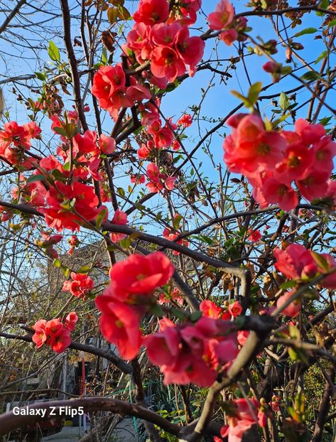  - Arbusti 2017 23 24