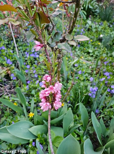 Piersic columnar - Arbusti 2017 23 24