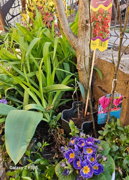  - Arbusti 2017 23 24