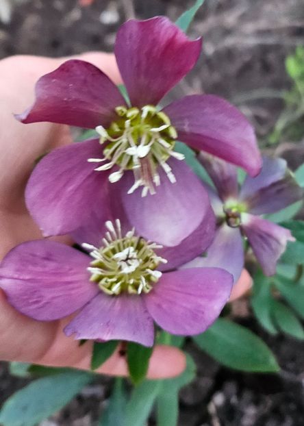  - Spanz 2017 2023 2024