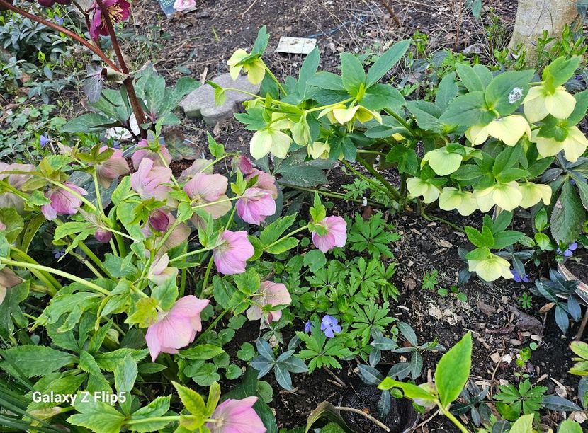  - Spanz 2017 2023 2024