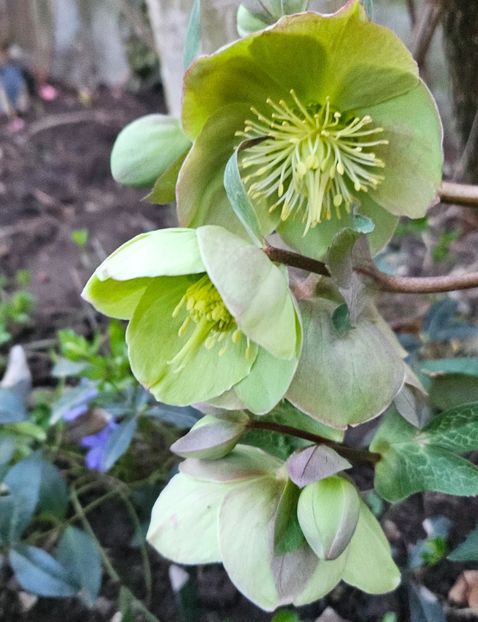  - Spanz 2017 2023 2024