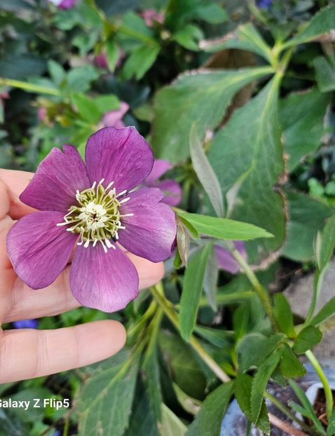  - Spanz 2017 2023 2024