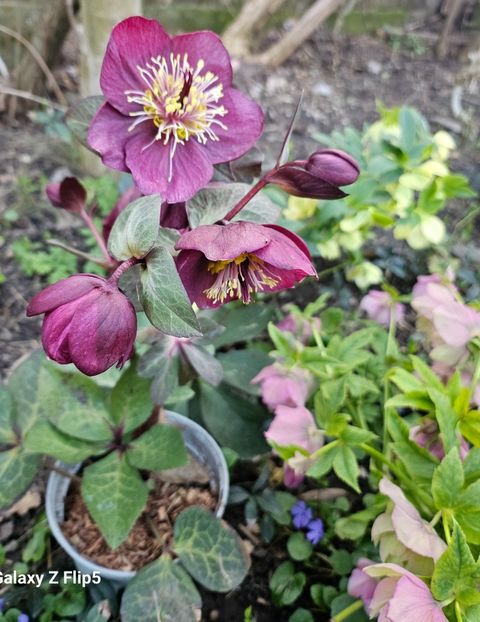  - Spanz 2017 2023 2024