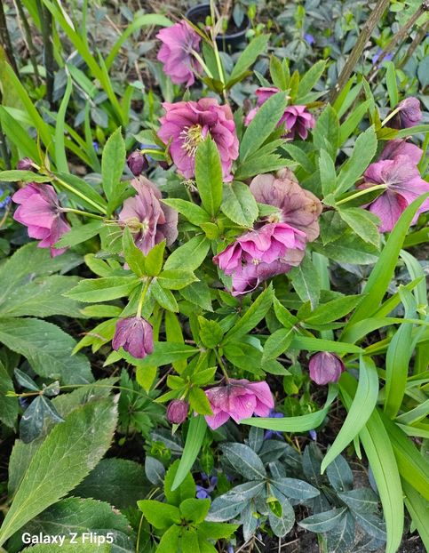  - Spanz 2017 2023 2024