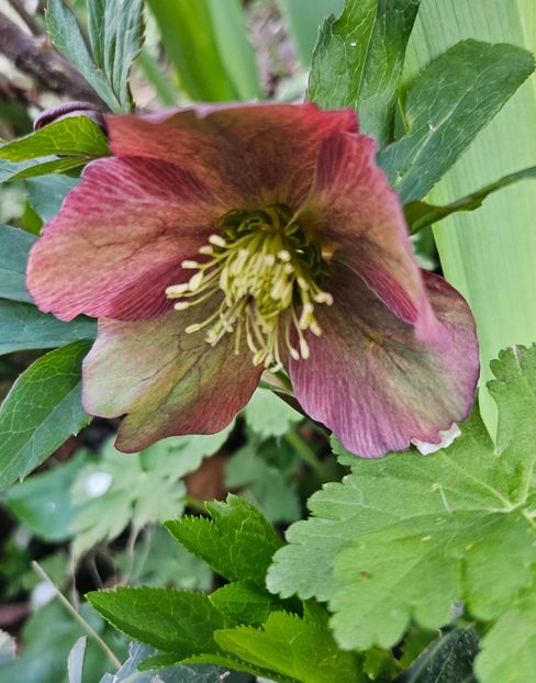  - Spanz 2017 2023 2024