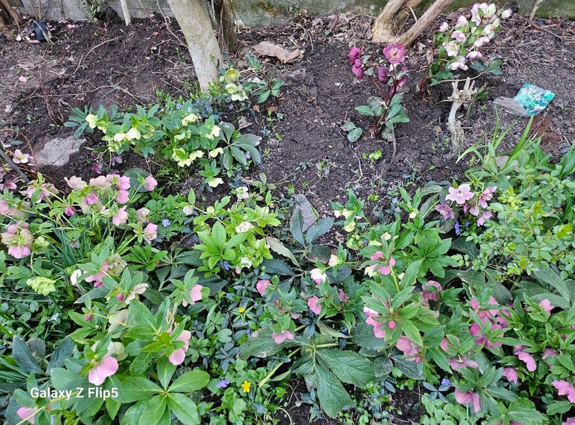  - Spanz 2017 2023 2024