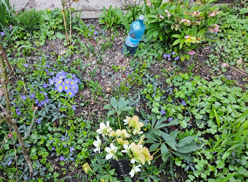  - Spanz 2017 2023 2024