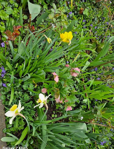  - Spanz 2017 2023 2024