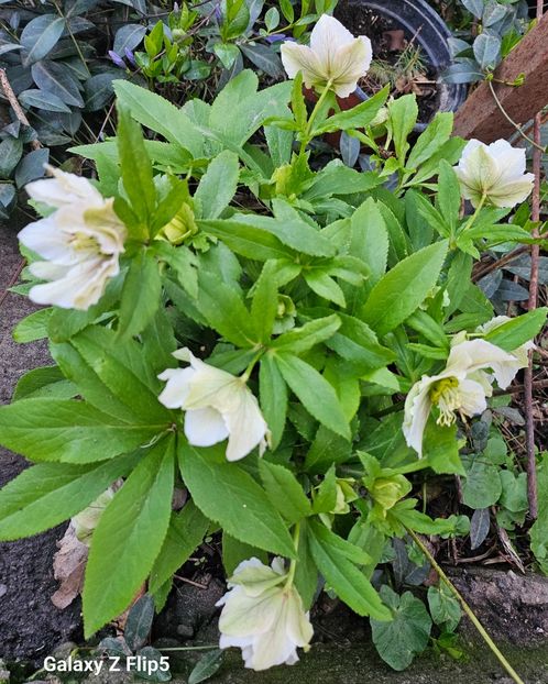  - Spanz 2017 2023 2024