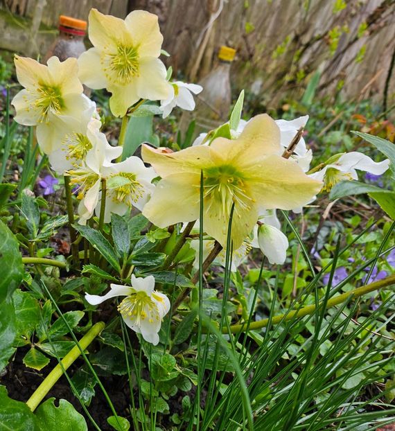  - Spanz 2017 2023 2024