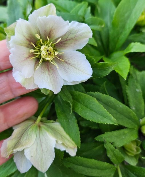  - Spanz 2017 2023 2024