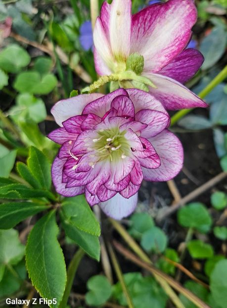  - Spanz 2017 2023 2024