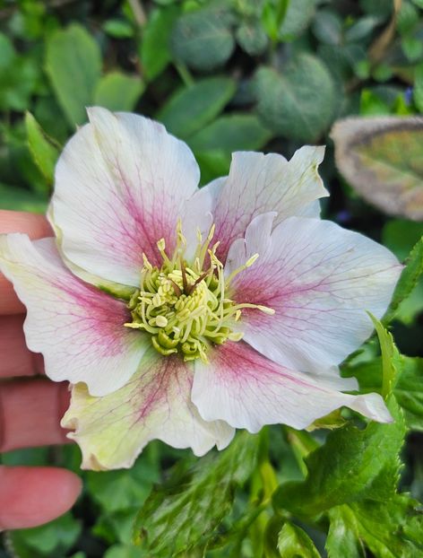  - Spanz 2017 2023 2024