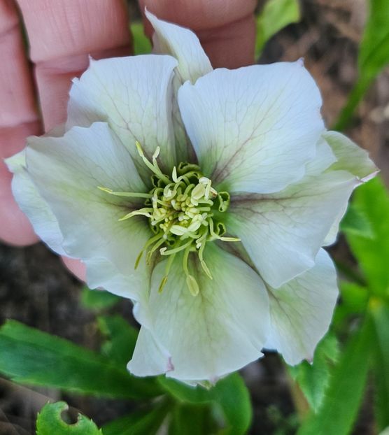  - Spanz 2017 2023 2024