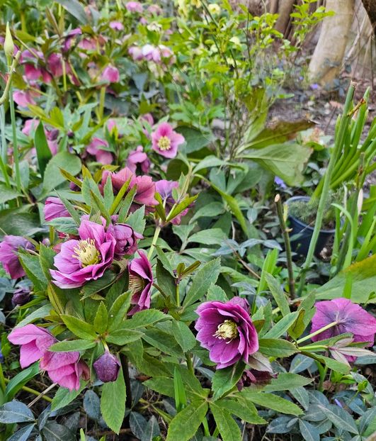  - Spanz 2017 2023 2024