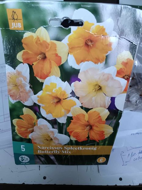 Butterfly Mix-2 - Narcise Spleetkronig Butterfly Mix