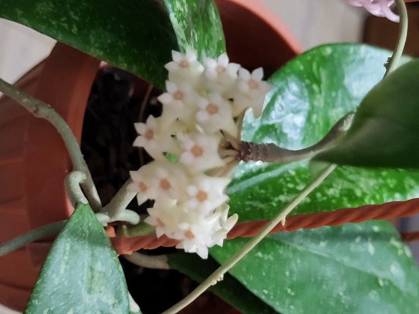  - Hoya Sp Ko chang island