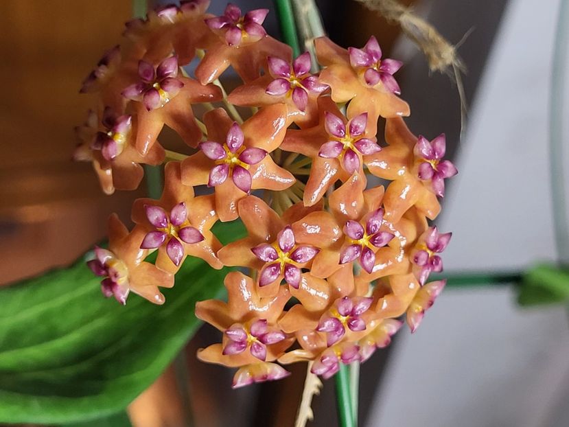  - Hoya benguetensis