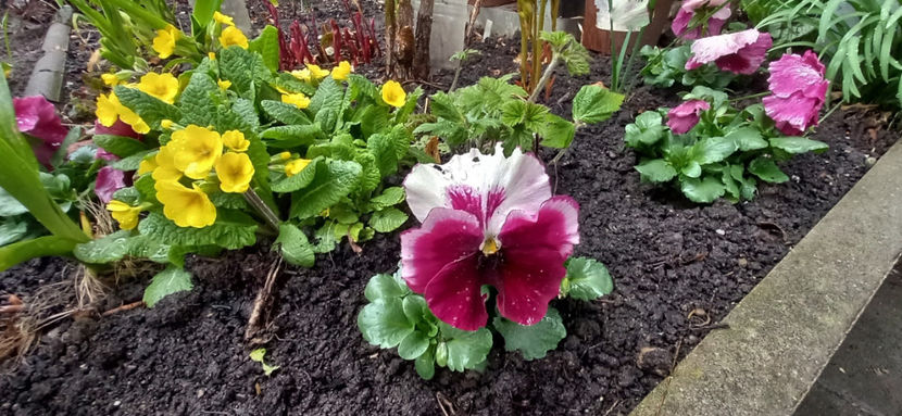  - 2024 - 01 - Primavara