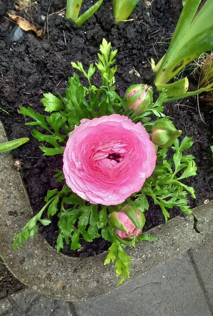  - 2024 - 01 - Primavara