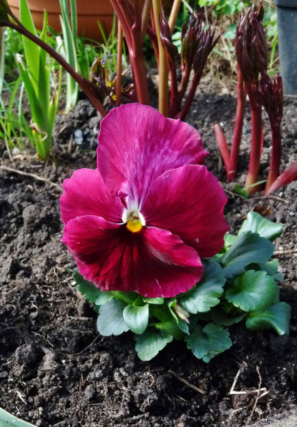  - 2024 - 01 - Primavara