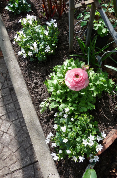  - 2024 - 01 - Primavara