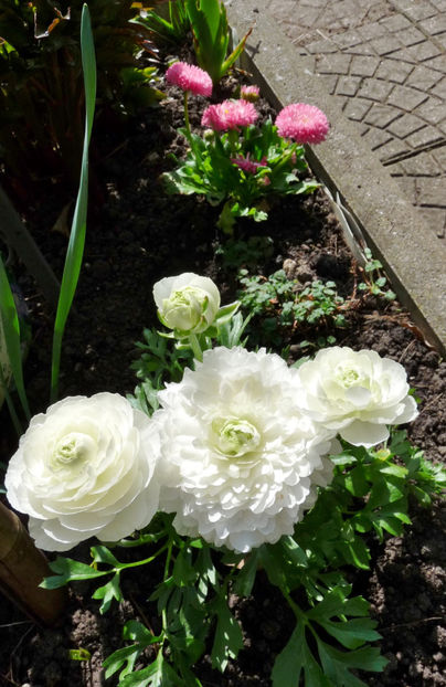  - 2024 - 01 - Primavara