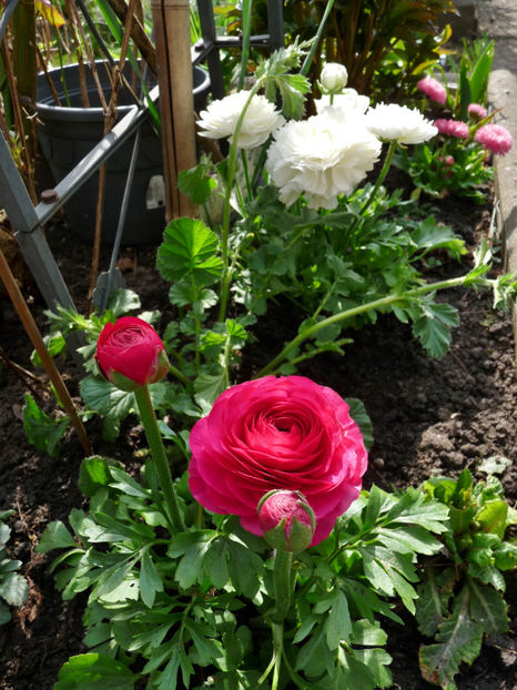  - 2024 - 01 - Primavara