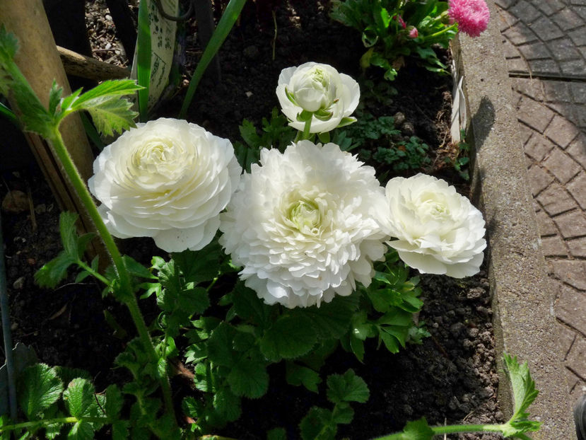  - 2024 - 01 - Primavara