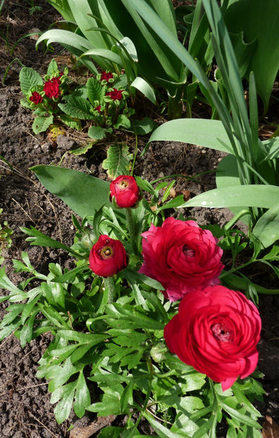  - 2024 - 01 - Primavara