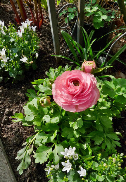  - 2024 - 01 - Primavara