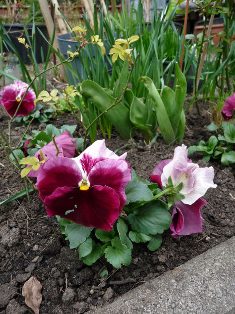  - 2024 - 01 - Primavara