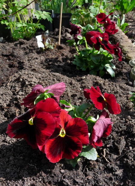  - 2024 - 01 - Primavara