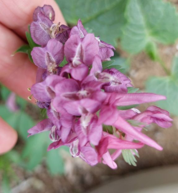  - 2024 - Grădinița de la bloc