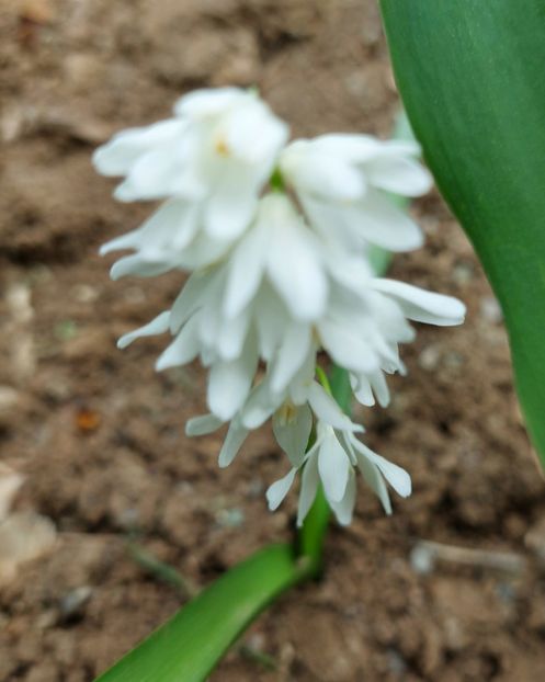  - 2024 - Grădinița de la bloc