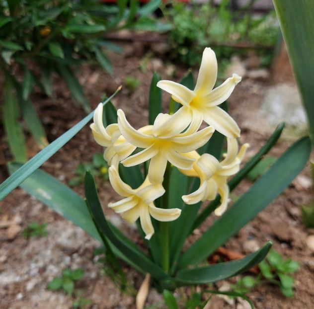  - 2024 - Grădinița de la bloc