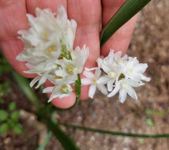  - 2024 - Grădinița de la bloc