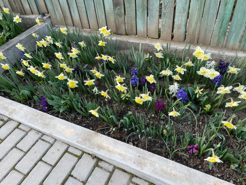  - 002 Grădina 2024 1