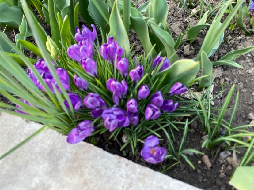  - 002 Grădina 2024 1