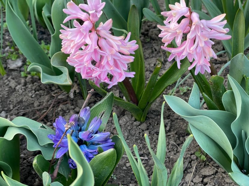  - 002 Grădina 2024 1