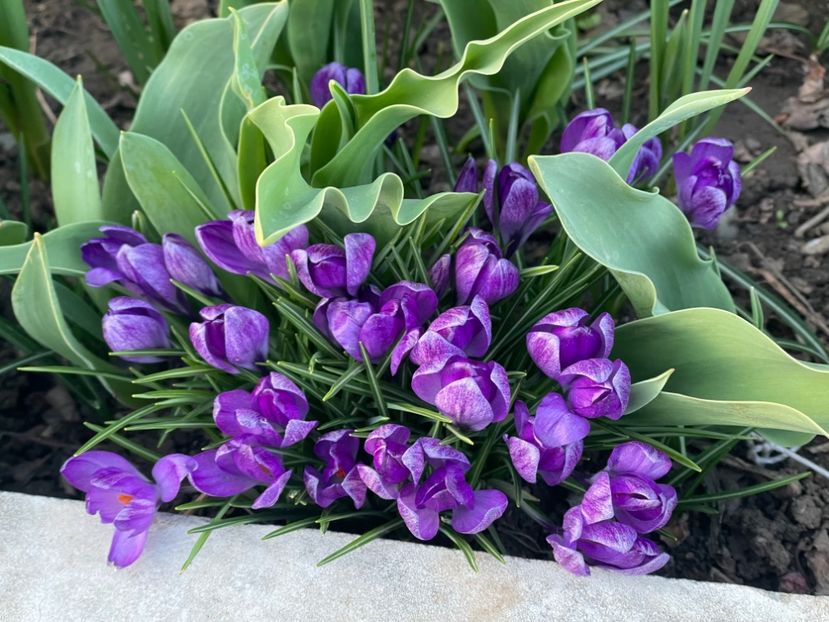  - 002 Grădina 2024 1