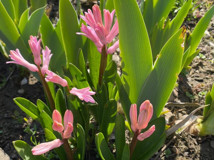  - 002 Grădina 2024 1