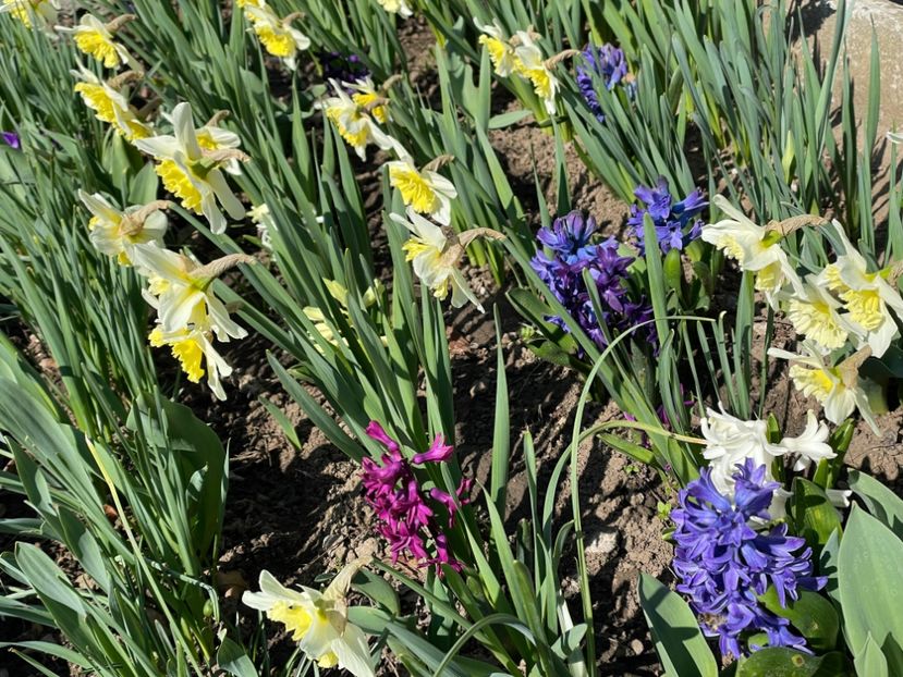  - 002 Grădina 2024 1