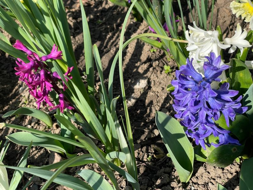  - 002 Grădina 2024 1