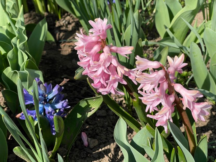  - 002 Grădina 2024 1