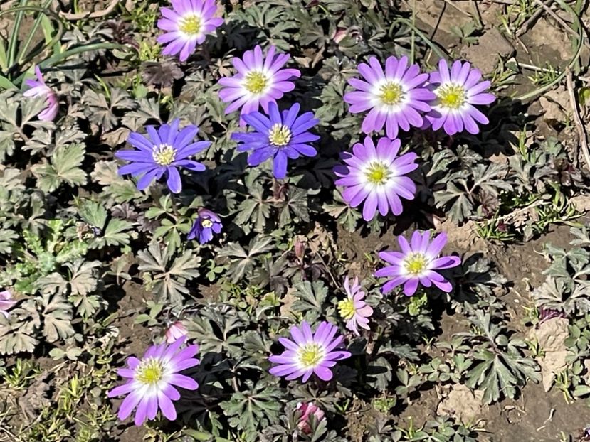  - 002 Grădina 2024 1